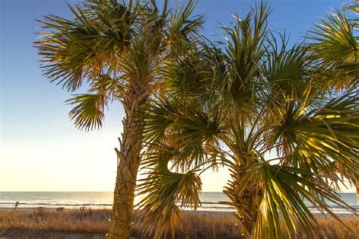 Does Myrtle Beach have palm trees?