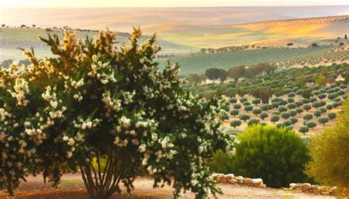 Does myrtlewood grow in Israel?