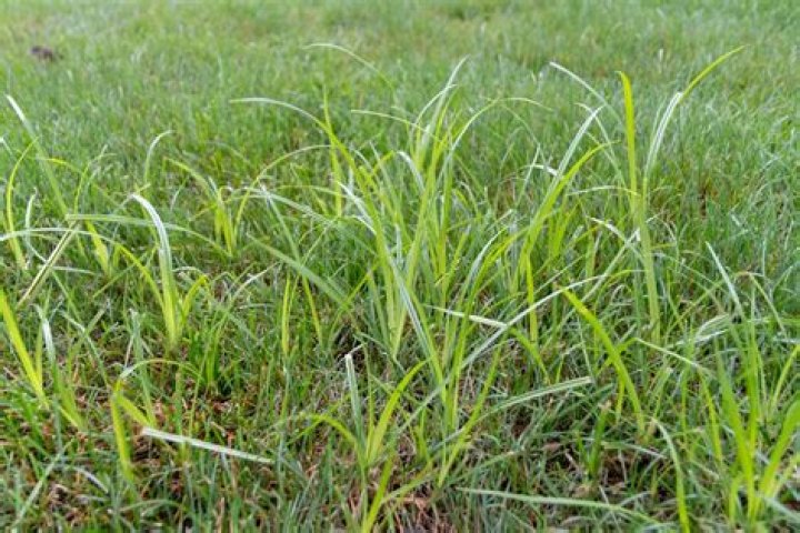 Does nutsedge die in winter?