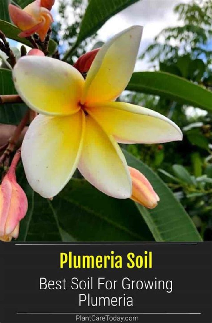 Does plumeria have big roots?