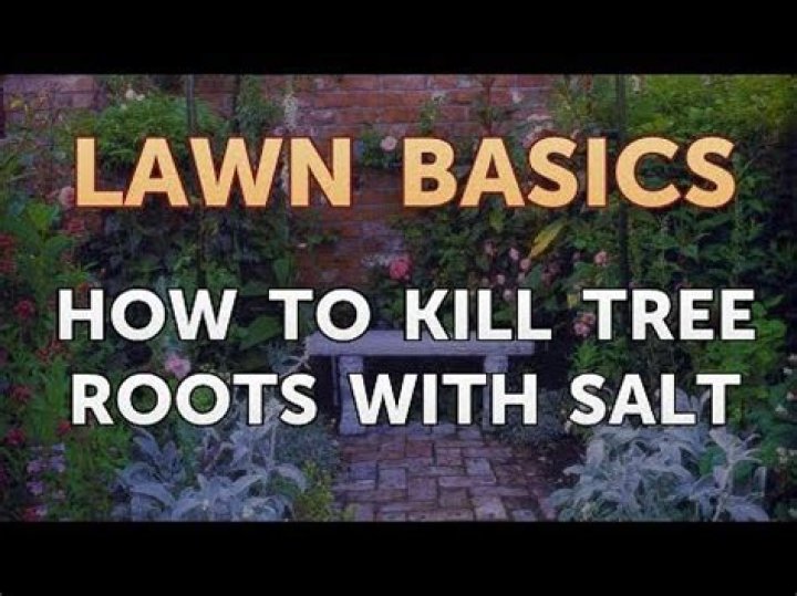 Does Salt Kill roots?