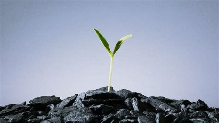 Does smoking affect plants?