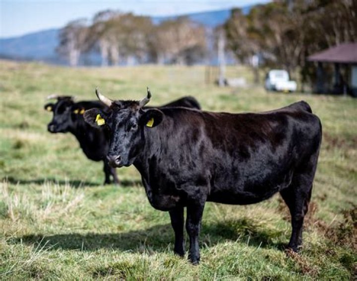 Does steak come from cows or bulls?