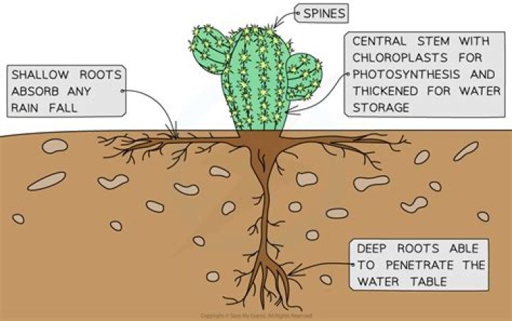 Does the barrel cactus have deep roots?