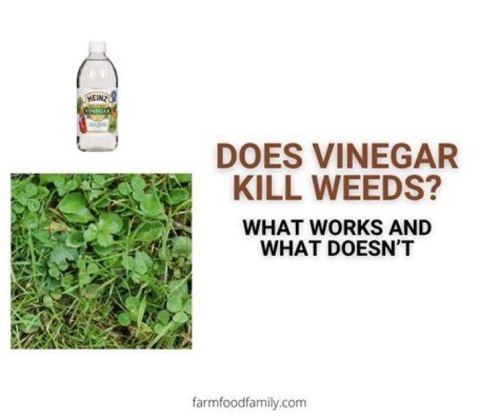 Does vinegar kill honeysuckle?