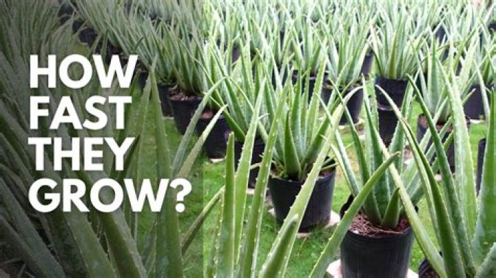 Does Walmart have aloe vera plants?