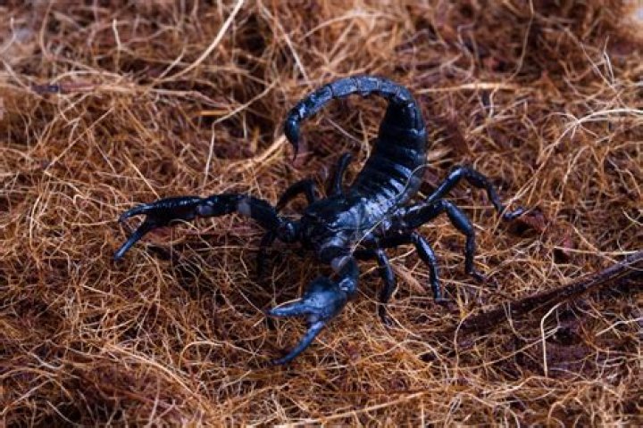Does wd40 kill scorpions?