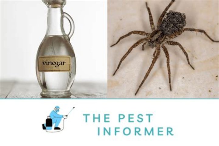Does white vinegar and water kill spiders?