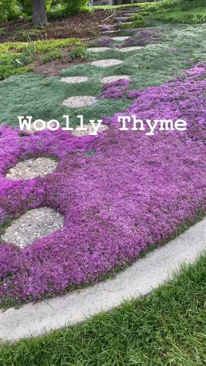 Does wooly thyme spread?