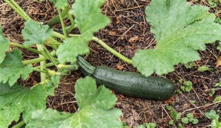 Does zucchini grow on a vine?