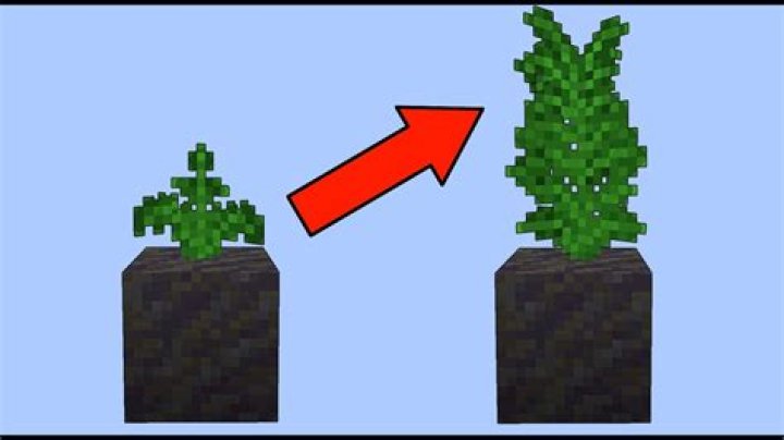 Fern in Minecraft