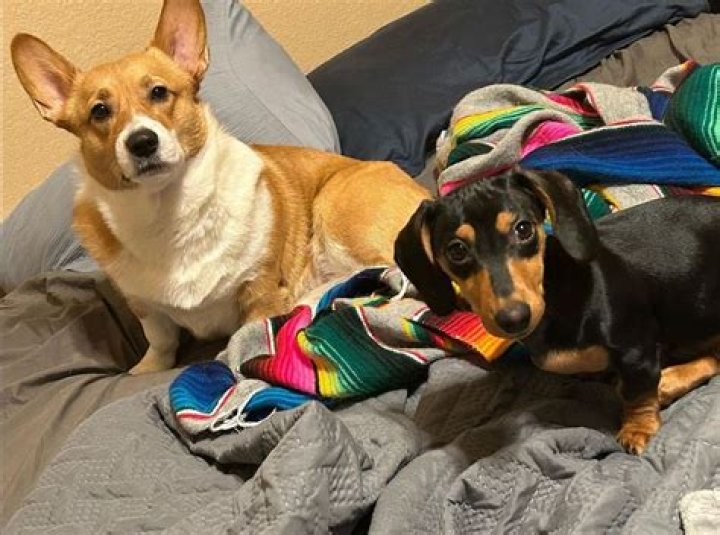 FusionZGamer Wiki, Age, Net Worth, Girlfriend, Merch, Real Name Biography