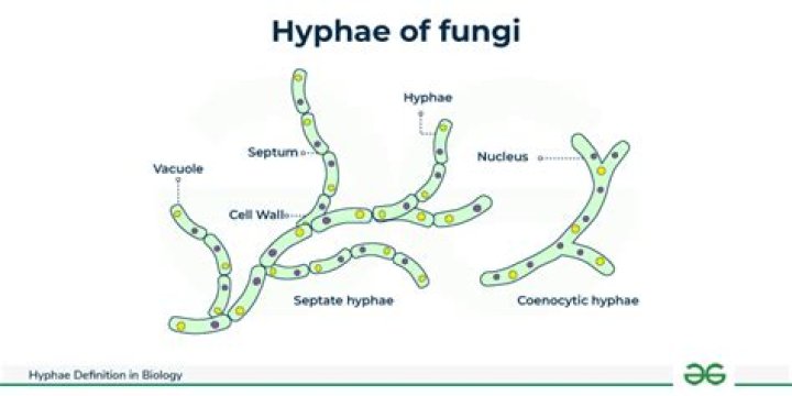 How are actinomycetes like fungi?