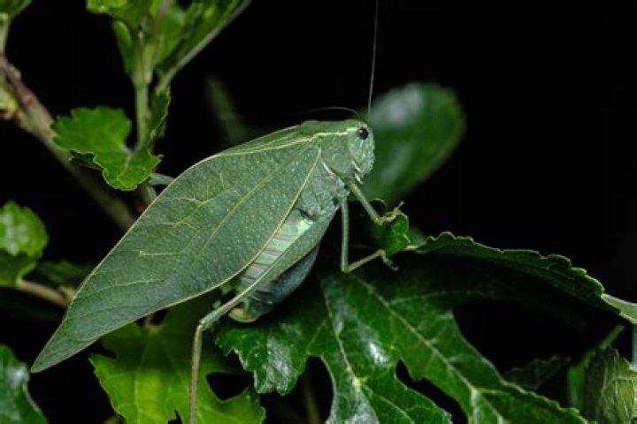How are katydids born?