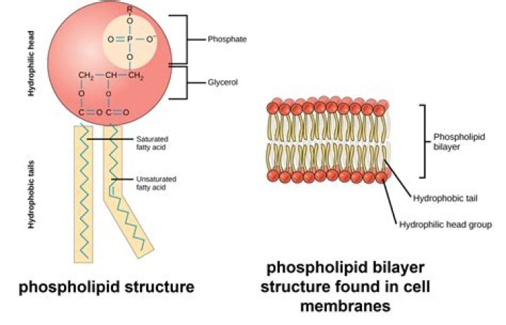 How are the phospholipids arranged to form the plasma membrane?