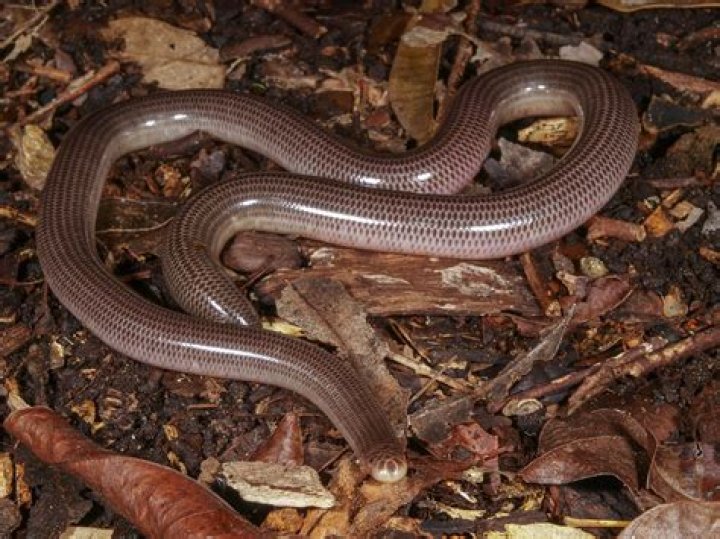 How big do Brahminy blind snakes get?