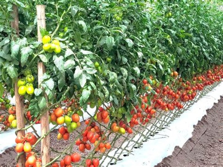 How big do roma tomato plants get?
