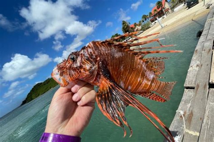 How big does a dwarf lionfish get?