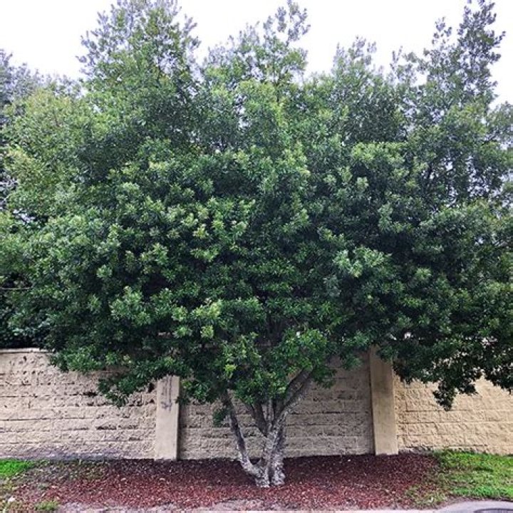 How big is a 15 gallon wax myrtle?