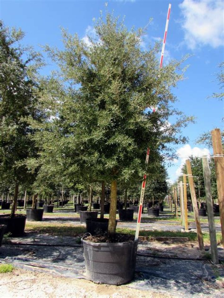 How big is a 30 gallon live oak?