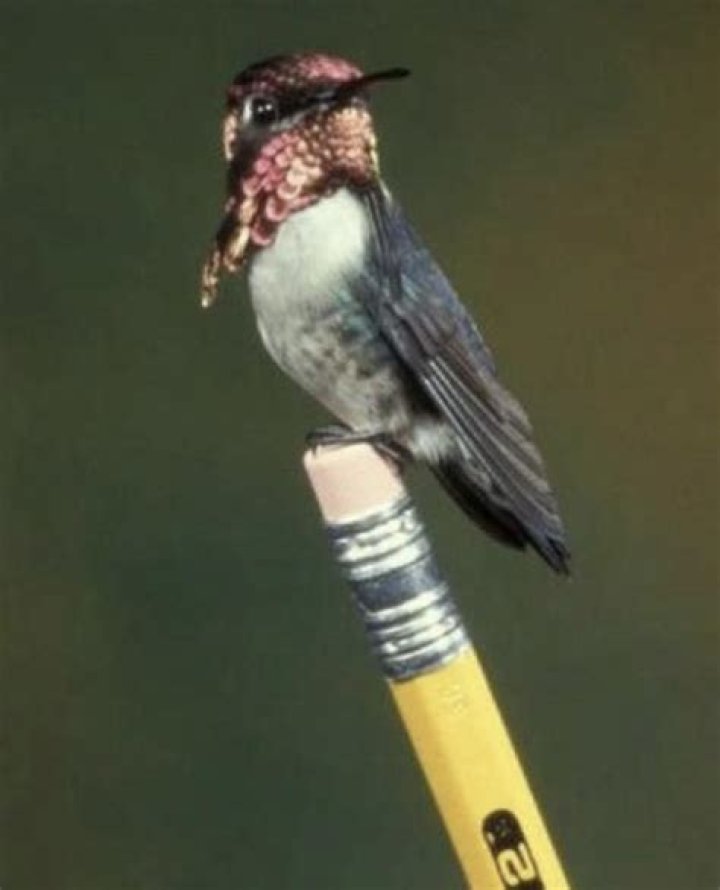 How big is a bee hummingbird?