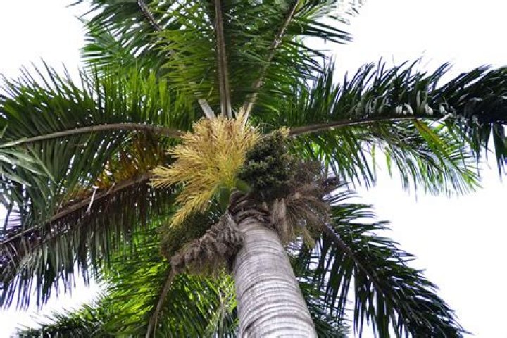 How can you tell a queen palm?