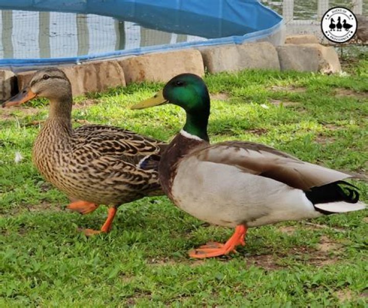 How can you tell male and female Indian Runner Ducks apart?