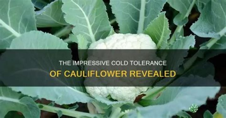 How cold can cauliflower tolerate?