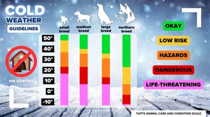 How cold is too cold for outdoor rabbits?