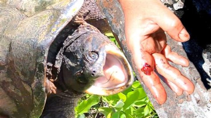 How common are snapping turtle bites?