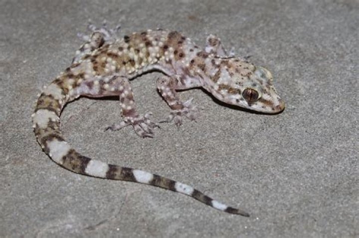 How dangerous is wall gecko?