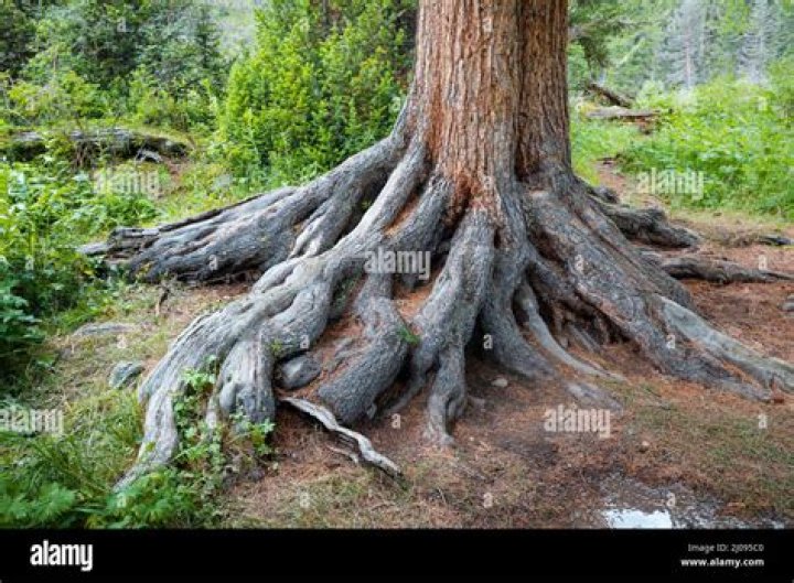 How deep are white pine tree roots?