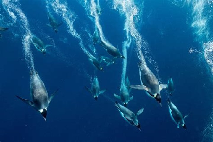 How deep can emperor penguins swim?