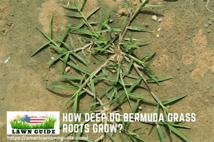 How deep do bermuda grass roots grow?