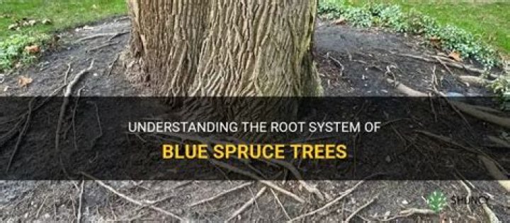 How deep do blue spruce roots grow?