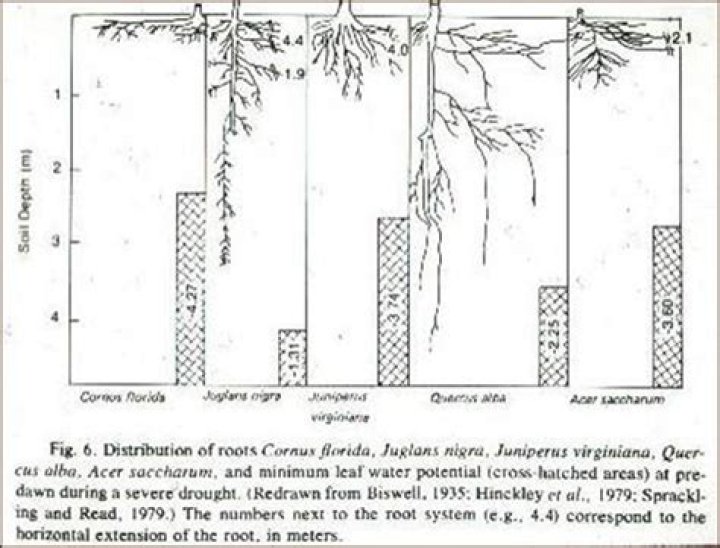How deep do cottonwood tree roots go?