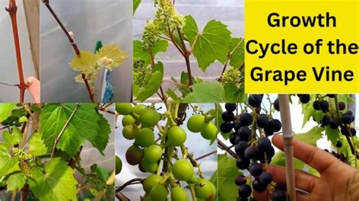 How deep do grape vines go?