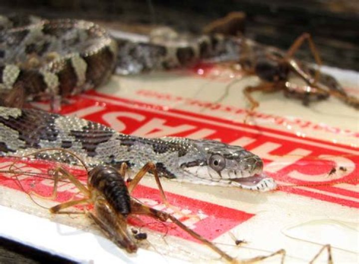 How deep do snakes dig?