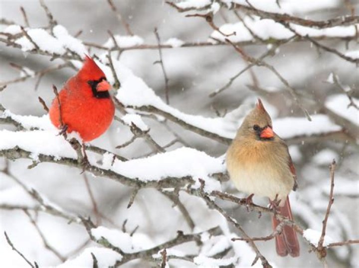 How do cardinals stay warm in the winter?