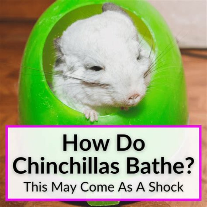 How do chinchillas bathe?