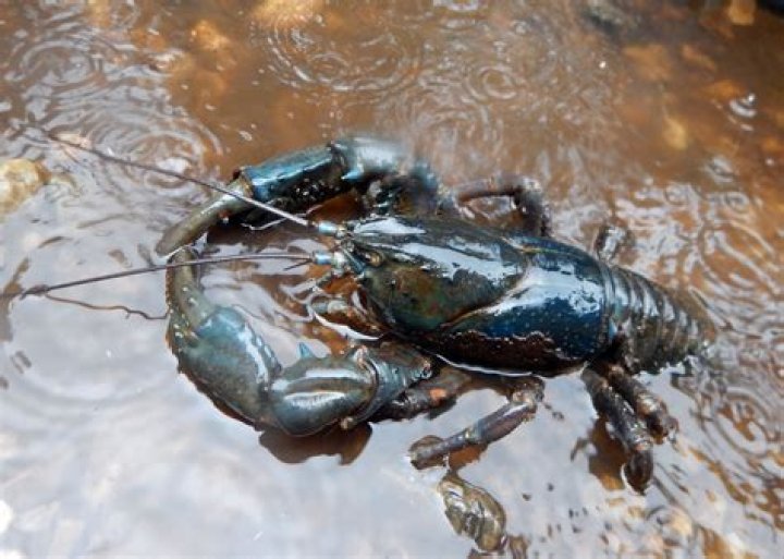 How do crayfish get in ponds?