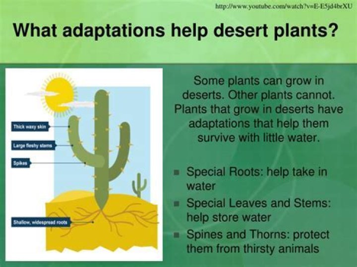 How do desert lilies adapt?