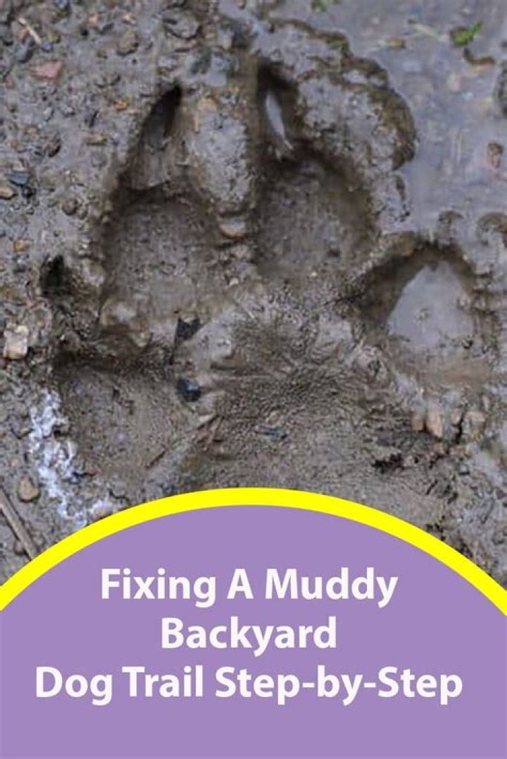 How do I fix my dogs muddy yard?