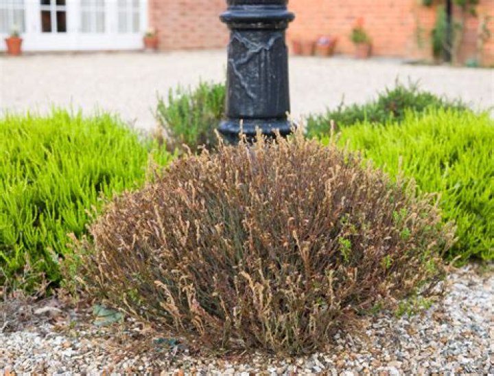 How do I get a dead bush?