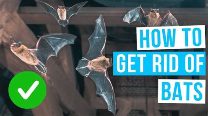 How do I get bats out of my barn?