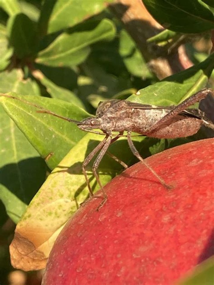 How do I get rid of bugs on my pomegranate tree?