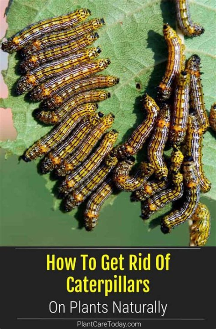 How do I get rid of caterpillars on my passion vine?