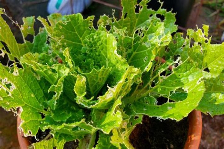 How do I get rid of earwigs in my vegetable garden?