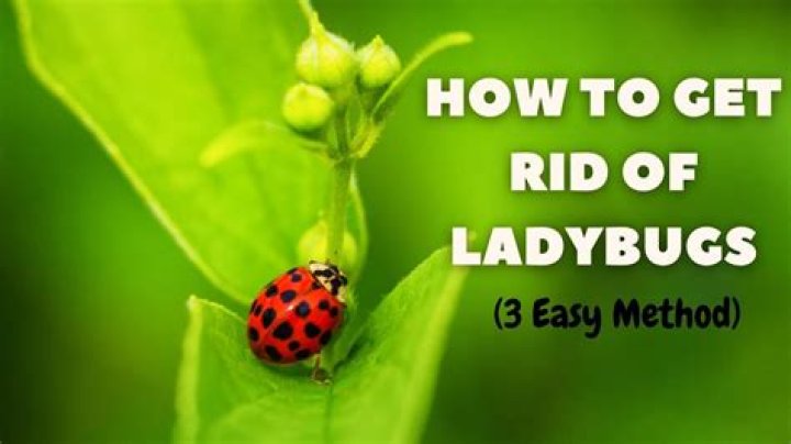 How do I get rid of ladybugs in my camper?