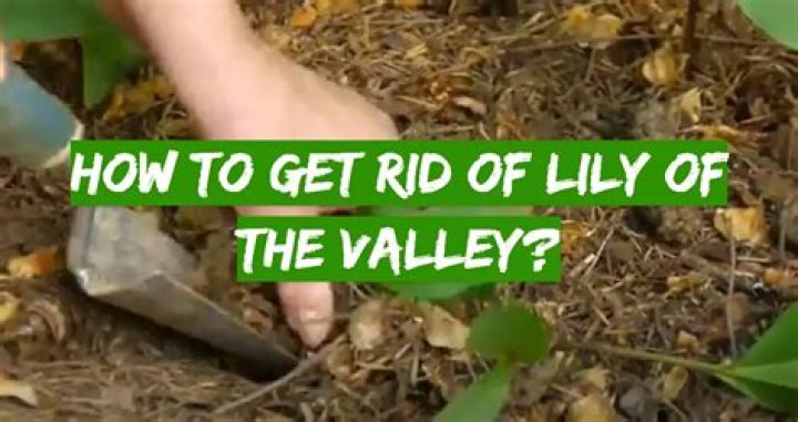 How do I get rid of lily of the valley?